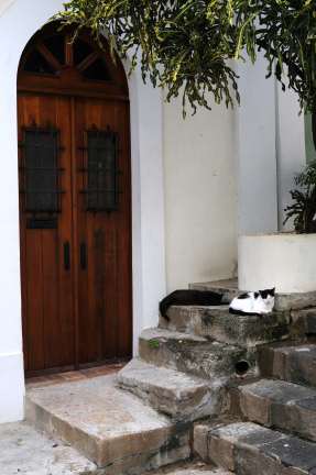 cats in Puerto Rico