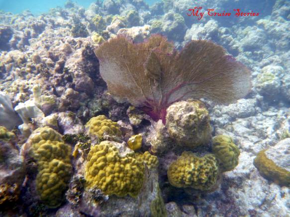 shallow water Caribbean coral