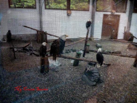 eagles in the flight center at the Sitka rapter center