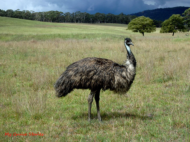 emu in the wild
