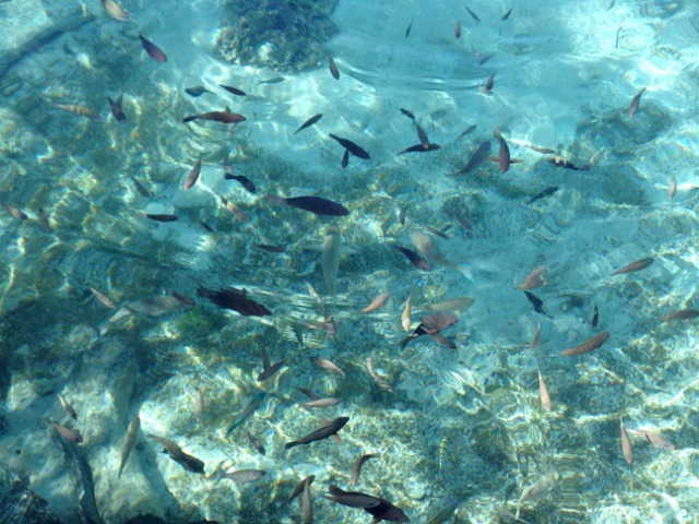 natural aquarium fish
