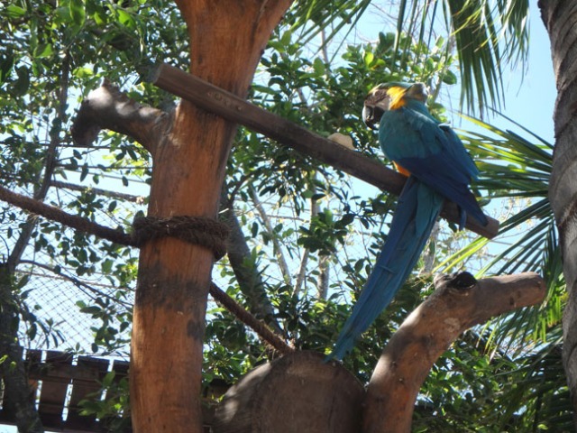bird at costa maya